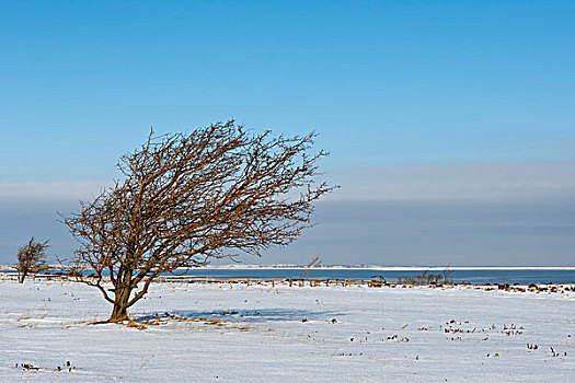 弯曲,树,冬天,德国