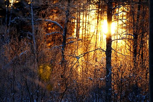 树林,冬天,太阳,北博滕省,瑞典