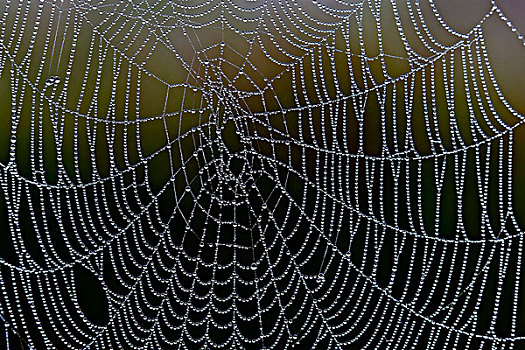 蜘蛛网,小水滴,湖,靠近,坏,巴登符腾堡,德国,欧洲