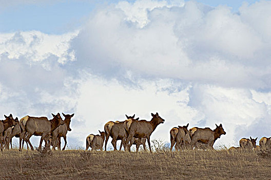 麋鹿,鹿属,鹿,牧群,移动,山顶,瓦特顿湖国家公园,西南方,艾伯塔省,加拿大