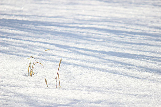 雪影