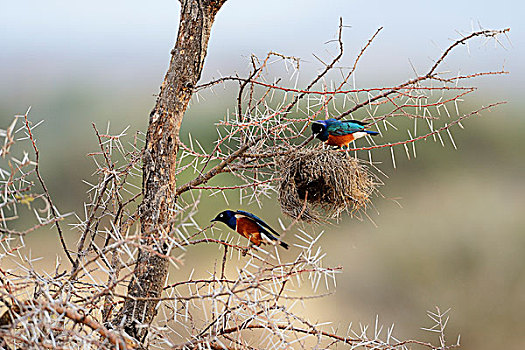 华美,八哥,鸟窝,织布鸟,萨布鲁国家公园,肯尼亚,非洲