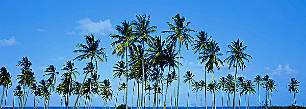 西印度群岛,马提尼克岛,椰树