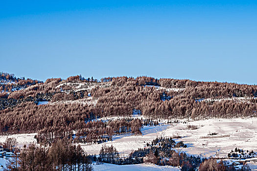 雪地,树林,村庄,雪村