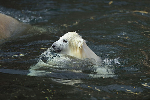 北极熊,小动物,水,侧面,游泳
