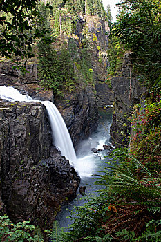 麋鹿,瀑布,靠近,坎贝尔河,不列颠哥伦比亚省,加拿大