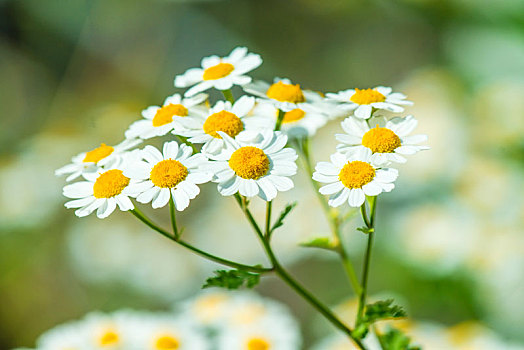 小白菊,草药,花