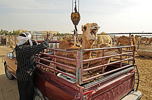 骆驼,皮卡,动物,露天市场,道路,多哈,卡塔尔,阿联酋,中东