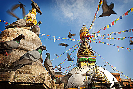 鸽子,前景,佛塔,加德满都,尼泊尔