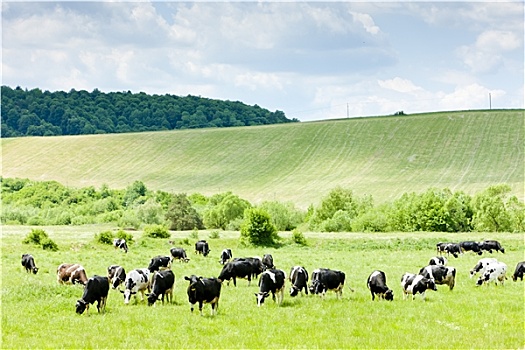 牧群,母牛,斯洛伐克