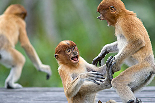 喙,猴子,幼小,玩,沙巴,马来西亚