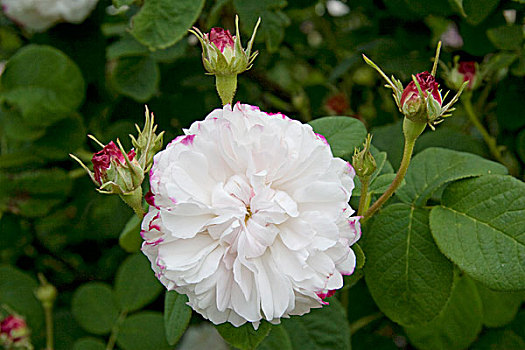 玫瑰,缎子,花园,汉普郡,英格兰,英国,欧洲