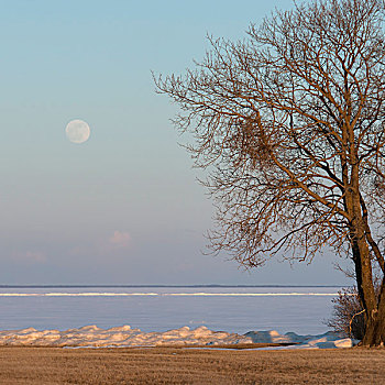 满月,上方,冰冻,温尼伯湖,冬天,省立公园,曼尼托巴,加拿大