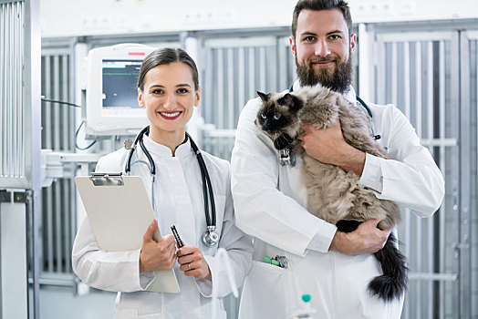 两个,兽医,医生,猫,加护病房,动物诊所