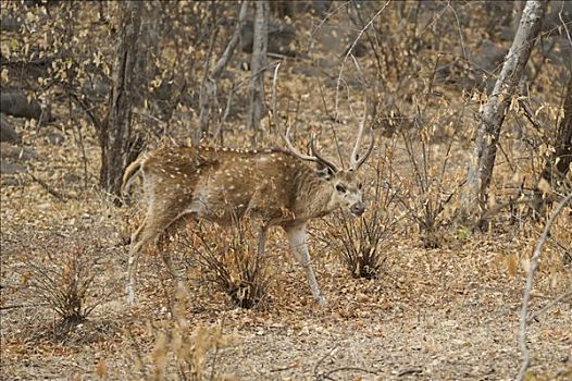 鹿,轴,花鹿,雄性,伦滕波尔国家公园,拉贾斯坦邦,印度