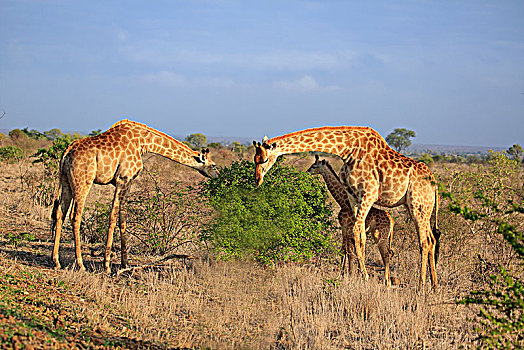 南方,长颈鹿,成年,群,小动物,喂食,克鲁格国家公园,南非,非洲