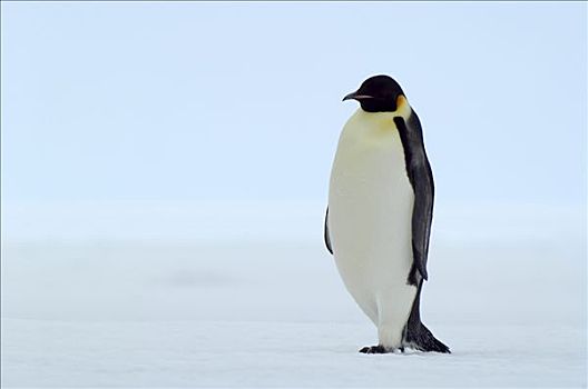 帝企鹅,冰,南极