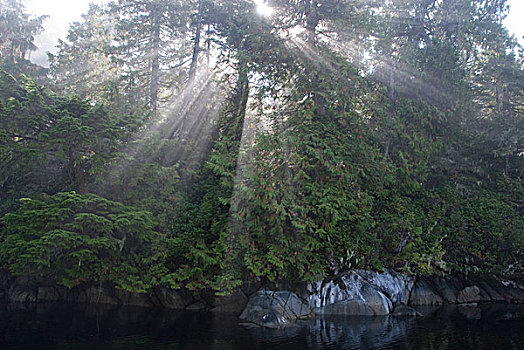 阳光,流动,晨雾,海岸,温哥华岛,不列颠哥伦比亚省,加拿大