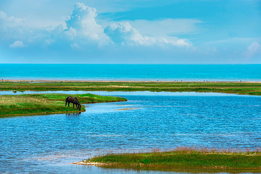 夏季青海湖边正在饮水的骏马