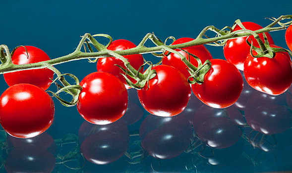 西红柿,枝条