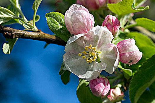 苹果树,花,齐姆高,上巴伐利亚,巴伐利亚,德国,欧洲