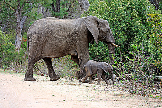 非洲象,小动物,道路,克鲁格国家公园,南非,非洲