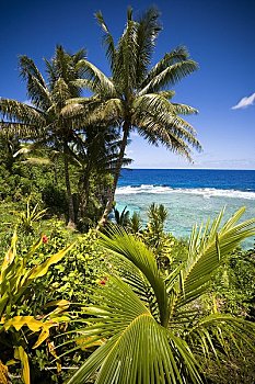 海岸线,棕榈树,纽埃岛,南太平洋