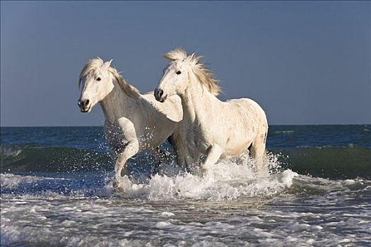 马,跑,海洋,水,海滩,法国,欧洲