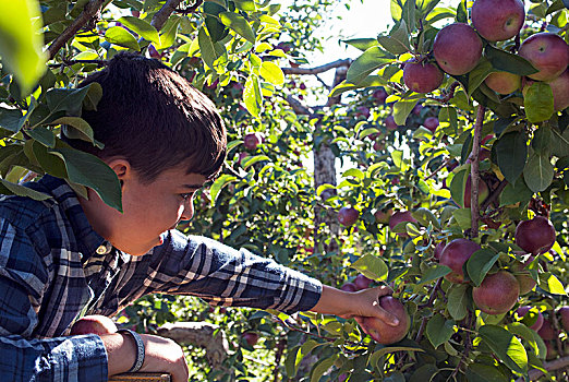 男孩,挑选,苹果,苹果园,魁北克,加拿大