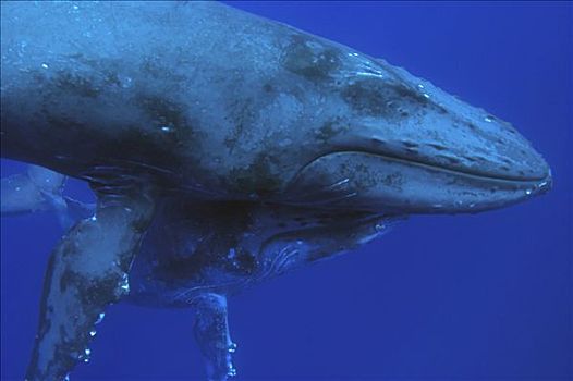 驼背鲸,大翅鲸属,鲸鱼,母兽,一岁,仰视,国家,海洋,毛伊岛,夏威夷,提示,照相