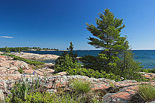 花冈岩,悬崖,白色,松树,风景,基拉尼省立公园,安大略省,加拿大