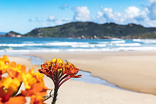 特写,橙花,海滩,巴西