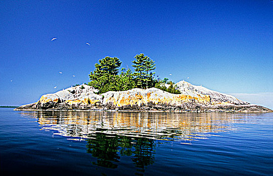 岛屿,海鸥,外滨,苏必利尔湖省立公园,安大略省,加拿大
