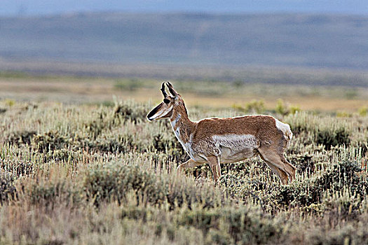 叉角羚,北美叉角羚,国家野生动植物保护区,科罗拉多