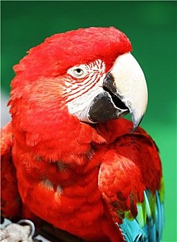红色,金刚鹦鹉