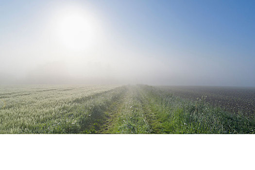 地点,小路,早晨,太阳,雾气,春天,奥登瓦尔德,黑森州,德国