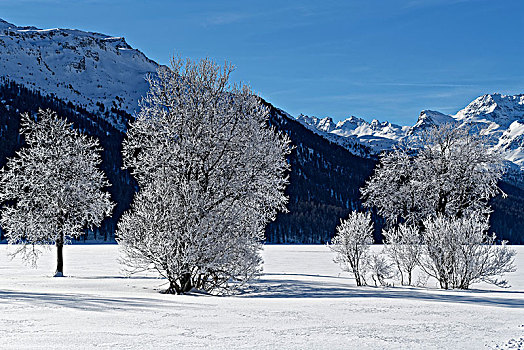 树,白霜,冰冻,湖,恩格达恩,瑞士,欧洲
