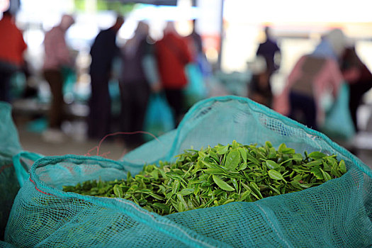 山东省日照市,小山村成为当地最大茶叶鲜叶交易市场,年交易量超千万斤