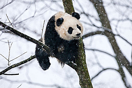 成都,熊猫,大熊猫,树上,画廊