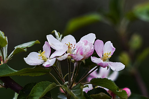 苹果花开