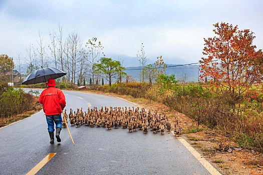 行人,道路,鸭子