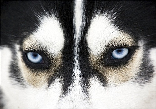 特写,蓝色背景,眼睛,狗