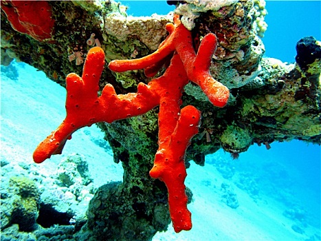 珊瑚礁,红海,海绵,仰视,热带,海洋