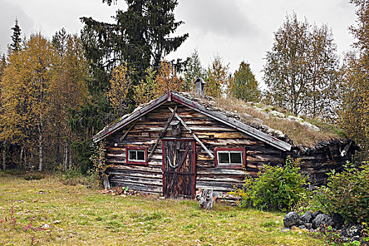 小屋,树林,瑞典