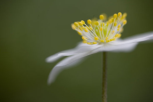 银莲花属