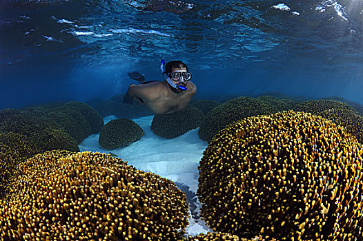 游泳,上方,珊瑚礁,印度洋,马尔代夫,亚洲