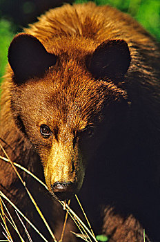 小,黑熊,瓦特顿湖国家公园,艾伯塔省,加拿大