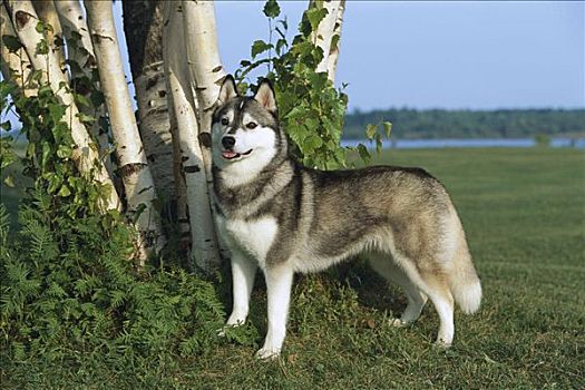 西伯利亚,哈士奇犬,狗,成年,肖像,站立,草地,桦树