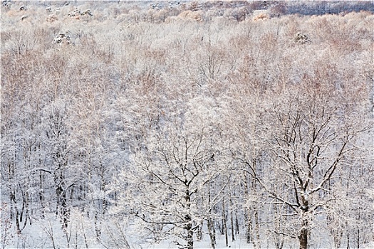 雪,橡树,冰冻,树林,冬天