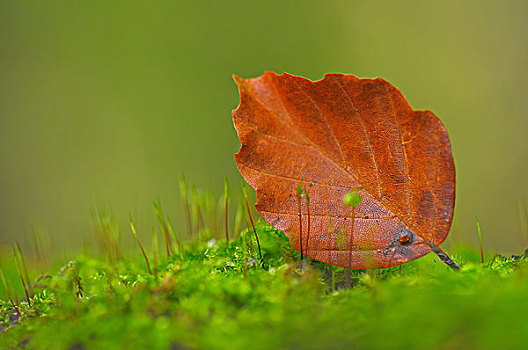 山毛榉,叶子,林中地面,秋天,创意